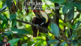 Lesser Bird of Paradise  Mysterious Papua [upl. by Rossing]