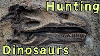 Finding Dinosaur Fossils In Rock [upl. by Moir]