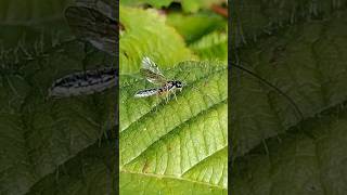 a delicate Ichneumon wasp possibly an Acrotomus [upl. by Elinnet]