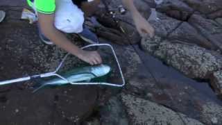 Tidal Fishing TV  Rock Fishing NSW [upl. by Ahsiloc751]