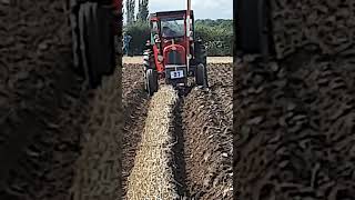 Massey Ferguson 35 Tractor at Cruckton Ploughing Competition  Saturday 14th September 2024 [upl. by Sone]