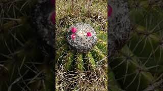 Melocactus curvispinus subs loboguerreroi  Asherita viajera guía turística en Colombia [upl. by Wiebmer]