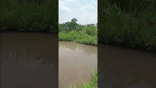 Local Fish Farming Kigoma Tanzania [upl. by Saisoj368]