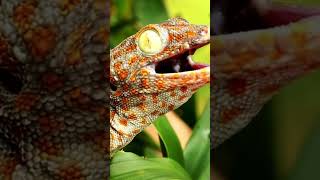 Tokay Gecko [upl. by Kassel621]