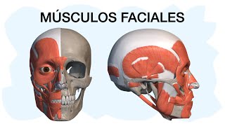 MÚSCULOS FACIALES ✅ Anatomía fácil de entender [upl. by Erodasi]