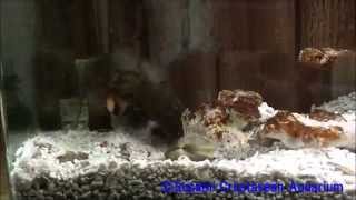 モンハナシャコの食事  Peacock Mantis Shrimps eating a shortneck clams [upl. by Ecienahs253]