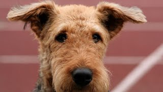 Are Airedale Terriers Prone to Autoimmune Disorders [upl. by Hgielra442]