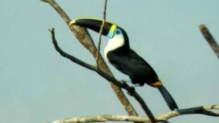 Whitethroated Toucan [upl. by Bourn168]