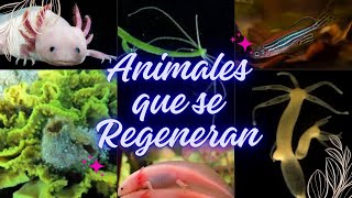 Animales que se regeneran regenerative regeneracioncelular [upl. by Pilloff]