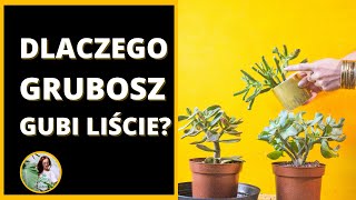 Dlaczego DRZEWKO SZCZĘŚCIA  grubosz gubi zrzuca liście [upl. by Danaher]