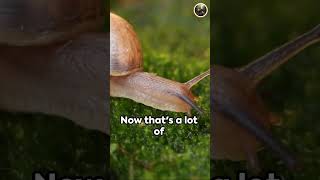 How long do snails live [upl. by Luci]