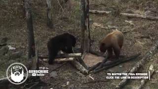 BEAR FIGHT Black Bear Vs Color Phase Bear  HUMANIMAL [upl. by Earehc611]