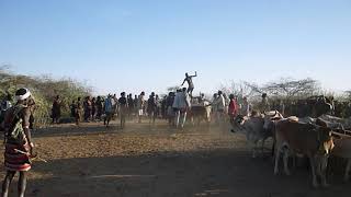 Hamar tribe  Bull jumping Ceremony  Ethiopia [upl. by Franci]