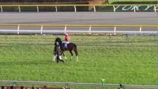 2012 JAPAN CUP Gentildonna ジャパンカップ ジェンティルドンナ winning run [upl. by Nyla]