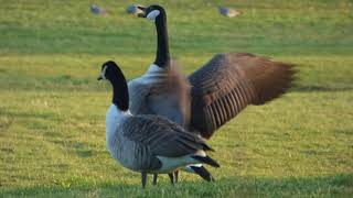 Canada Goose Honking [upl. by Raskind]