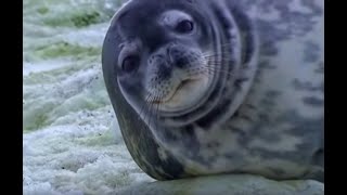 Weddell Seals in Antarctica  Deep into the Wild  BBC Earth [upl. by Fusco959]