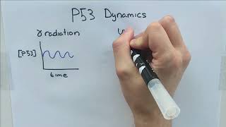 Unravelling p53 dynamics the impact of Wip1 [upl. by Ximenes483]