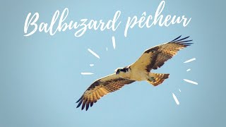 Rencontre avec LE BALBUZARD PÊCHEUR en photo et vidéo Pandion haliaetus Western Osprey [upl. by Birk]