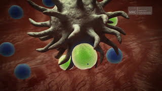 The Immune System  Preserving Disease Resistance After a Transplant [upl. by Keene567]