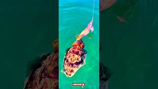 Sepiida cuttlefish fishing in deep sea srilankanstyle4566 [upl. by Ojeitak768]