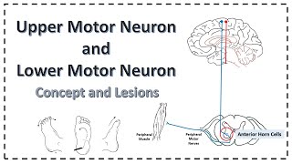 2Minute Neuroscience Amyotrophic Lateral Sclerosis ALS [upl. by Thilde]