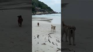 Haad rin beachs puppies in Koh Phangan [upl. by Arvin]