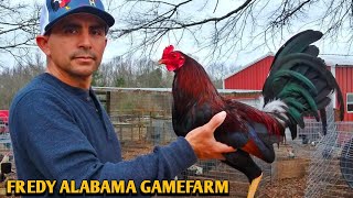 Yellow leg hatch Grey Kelso  FREDY ALABAMA FARM [upl. by Hallutama]