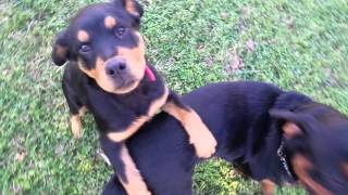 4 month old Rottweiler puppy playing [upl. by Sucramej808]