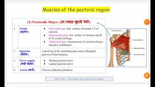 Muscles Of the Pectoral Region  Origin insertion Nerve supply Action  Pectoralis Major  Minor [upl. by Erb67]