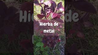 Hierba de metal 🍂🌿 viral foryou shortvideo shorts parati fyp nature fypシ゚viral [upl. by Alithia]