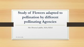 Adaptation for pollination in Anemophilous and Entomophilous flowers [upl. by Parsaye777]