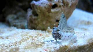 Sailfin Blenny  Emblemaria Pandionis   Reborn Aquarium [upl. by Lenee]