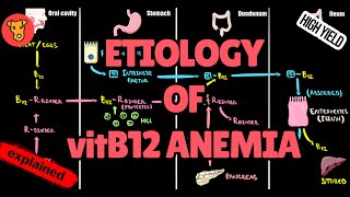 VIT B12 PATHWAY in the body ETIOLOGY of VIT B12 Deficiency anemia [upl. by Ahsienar]