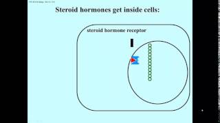 Transcription regulation steroids [upl. by Aiym]