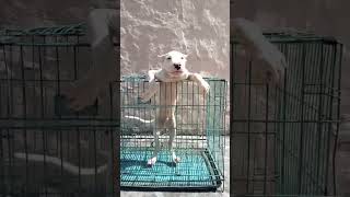 Dogo Argentino puppy available 9897654277 [upl. by Langan]