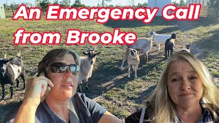 An emergency call from Brooke mrscoghillfarm CogHillFarm [upl. by Veneaux]