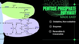 Pentose Phosphate PathwayMETABOLISM [upl. by Ennairrac]