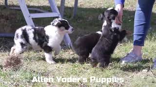 Allen Yoders Australian Shepherd Puppies [upl. by Oruam]