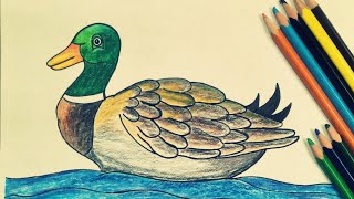 How to draw duck  draw for kids  easy scenery with panicle colour [upl. by Kylstra]