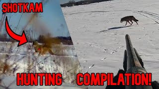 COYOTE HUNT 2024 Kill Shot Compilation Hunting With Dogs ShotKamGoPro Footage [upl. by Ahsot815]