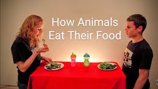 How Animals Eat Their Food [upl. by Zerdna]