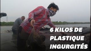 Ce cachalot est retrouvé mort avec 6 kilos de plastique dans le ventre [upl. by Halyk817]