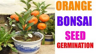 How to Grow Orange bonsai Tree From Seeds  orange seed germinationurduhindi [upl. by Bautram]