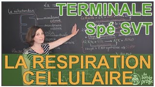 La respiration cellulaire  Spé SVT  Terminale  Les Bons Profs [upl. by Vinaya]