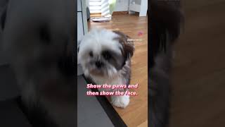 Baby Shih Tzu Shows Off Adorable Paws and Face 🐾 😍 shihtzupuppy [upl. by Nothgierc622]