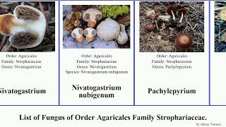 Fungus of Order Agaricales Family Strophariaceae psilocybe gymnopilus pholiota agrocybe hypholoma [upl. by Gona3]