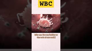 How to work whit Blood cells in our body shortvideo sciencevairalshort WBCwork in our body [upl. by Turnbull]