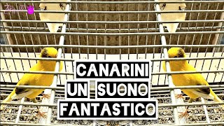 Canarini  È fantastico il suono [upl. by Aer]