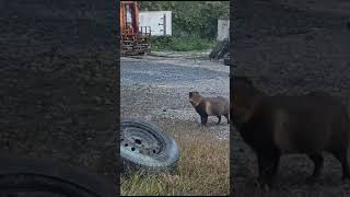 Japanese wild animal searching food in our parking animals japan sendai wildlife osato [upl. by Bow]