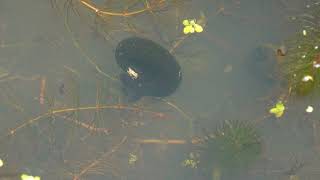 Great Ramshorn Snail Planorbarius corneus  Brighton September 2024 [upl. by Ingaborg]